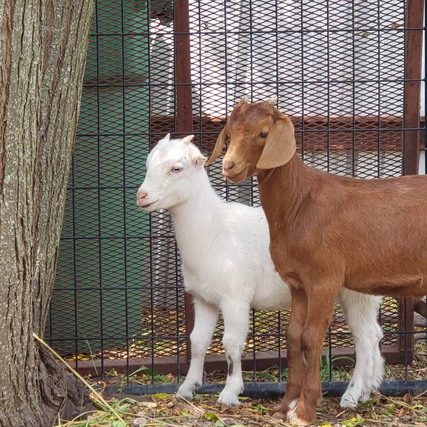 Meet The Goats That Started It&nbsp;All